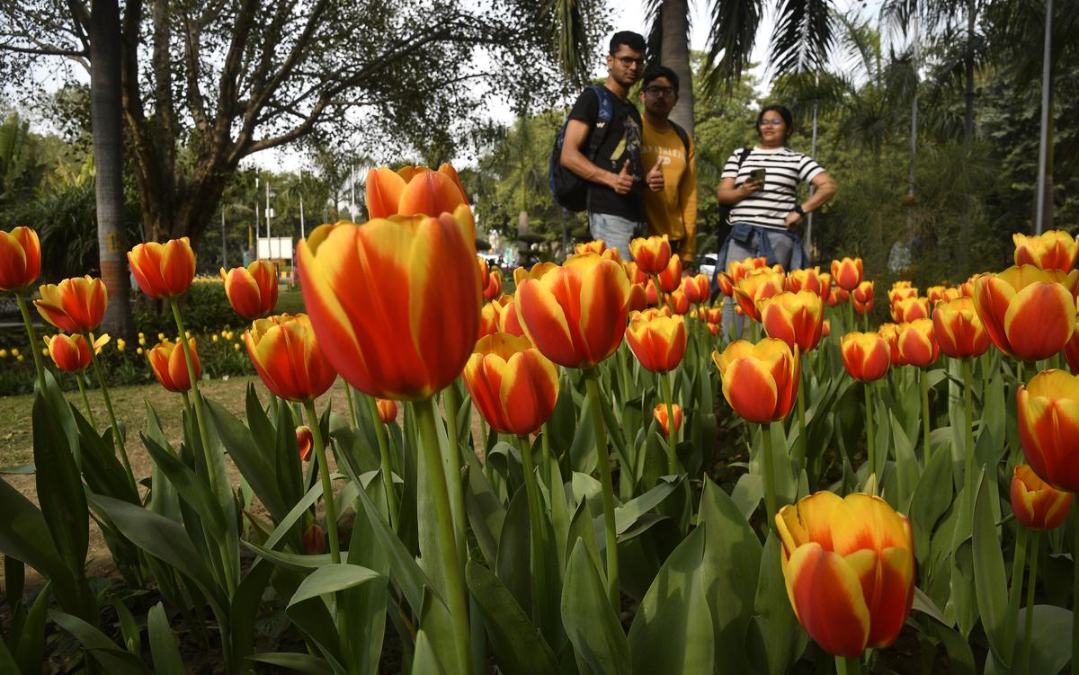 Delhi tulip festival